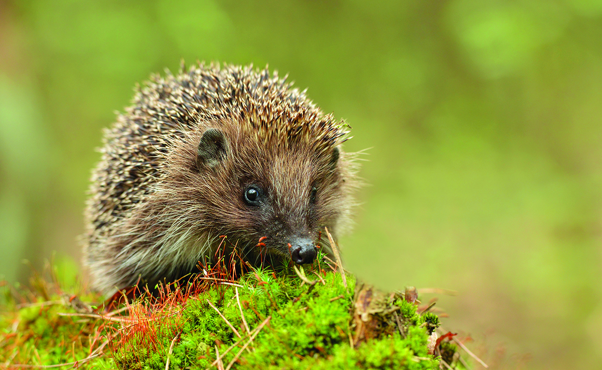 Young_Hedgehog