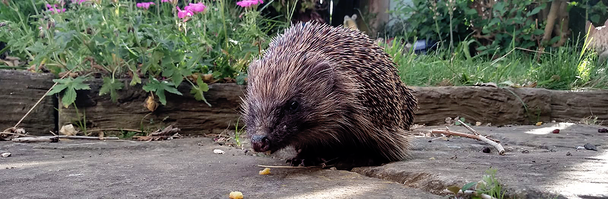 sustainable Barrow hedgehog in my garden 2